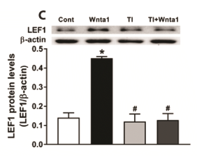 LEF1 Antibody - Fig.