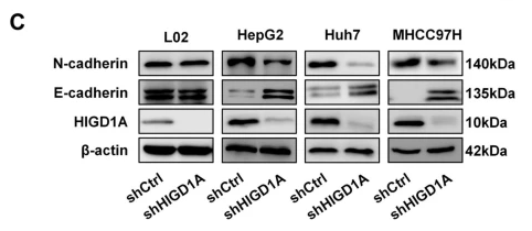 N Cadherin Antibody - Fig.