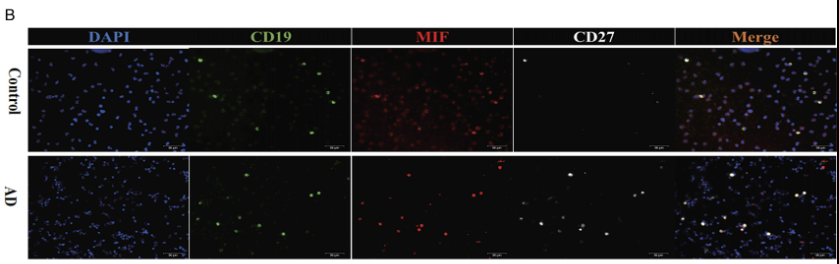 MIF Antibody - Figure 3.