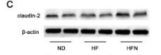Claudin 2 Antibody - Fig.