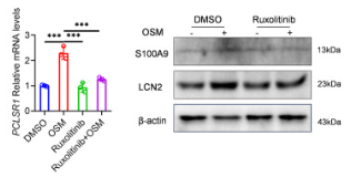 S100A9 Antibody - Figure 5.