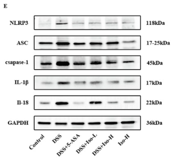 IL1 beta Antibody - Fig.
