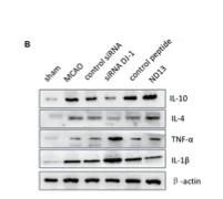 IL1 beta Antibody - Figure 2.