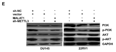 PI3K p85 alpha Antibody - Figure 6.