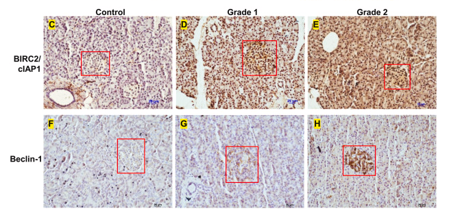 BIRC2 Antibody - Fig.
