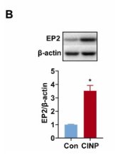 PTGER2 Antibody - Fig.