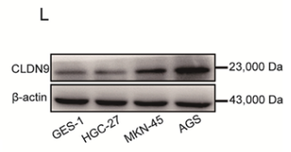 Claudin 9 Antibody - Figure 2.