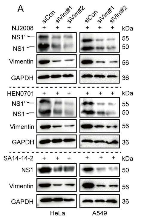Vimentin mouse monoclonal Antibody - Fig 1 JEV infection requires vimentin.