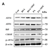 DDIT3/CHOP Antibody - Fig.