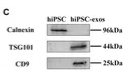 CD9 Antibody - FIGURE 2.