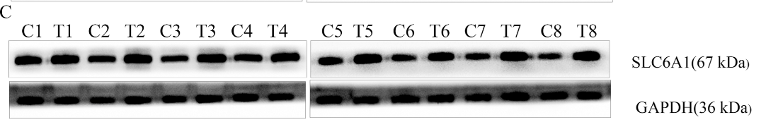 SLC6A1 Antibody - Fig 11.