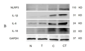 IL6 Antibody - Fig.