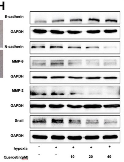 MMP2 Antibody - Fig.