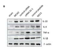 IL1 beta Antibody - Figure 2.