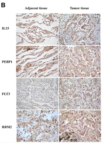RRM2 Antibody - Figure 9.