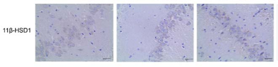 HSD11B1 Antibody - Fig.