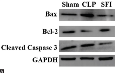 Bcl-2 Antibody - Figure 3 Shenfu injection alleviates cecal ligation and puncture (CLP)-induced acute lung injury cell apoptosis.
