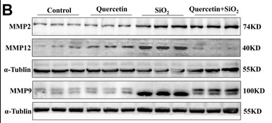 MMP9 Antibody - FIGURE 7.