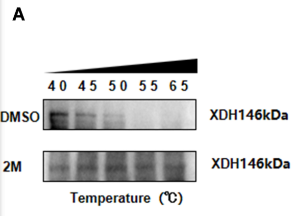 XDH Antibody - Figure 8.