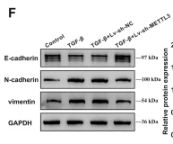 N Cadherin Antibody - Fig.