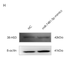 HSD3B7 Antibody - Figure 5.