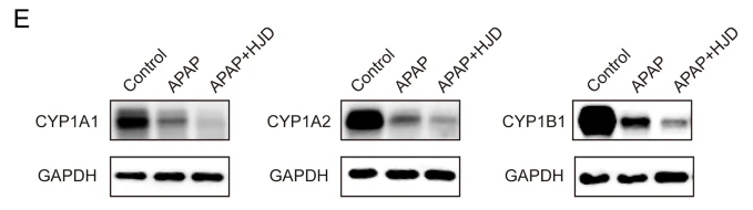 CYP1B1 Antibody - Fig.