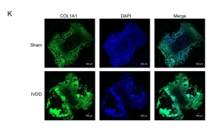 Collagen I Antibody - Fig.