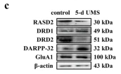 DRD1 Antibody - Fig.