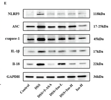 Caspase 1 Antibody - Fig.