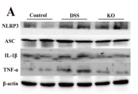 IL1 beta Antibody - Fig.