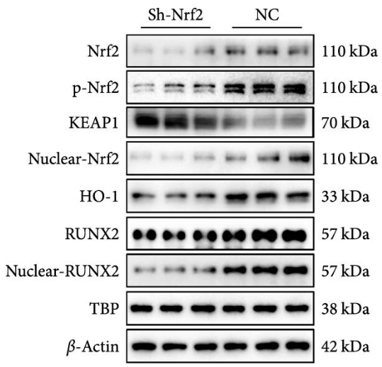 Phospho-Nrf2 (Ser40) Antibody - Figure 3 (C) Nrf2 deficiency exacerbates oxidative stress and inhibits osteoblast function.