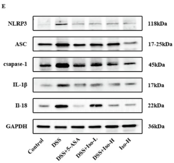 IL18 Antibody - Fig.