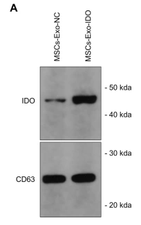 CD63 Antibody - Fig.