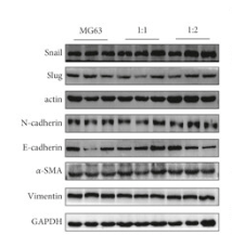 N Cadherin Antibody - Figure 4.