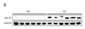 APOC3 Antibody - Figure 1.