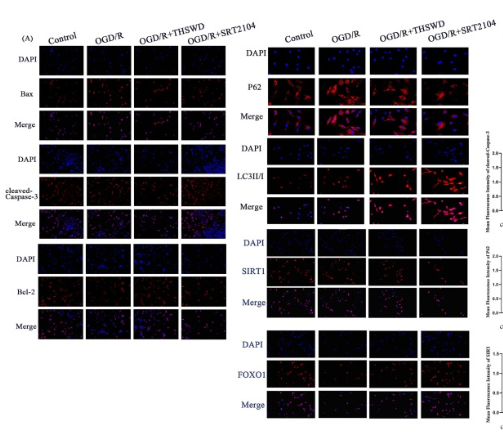 SQSTM1/p62 Antibody - Fig.