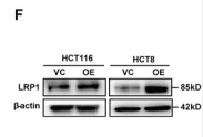 LRP1/CD91 Antibody - Figure 5.