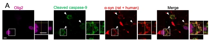 Cleaved-Caspase 9 (Asp330) Antibody - Fig.