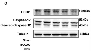 DDIT3/CHOP Antibody - Fig.