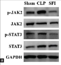 STAT3 Antibody - Figure 4 SFI inhibits the activation of the cecal ligation and puncture (CLP)-induced Janus kinase 2/signal transducer and activator of transcription 3 (JAK2/STAT3) pathway.