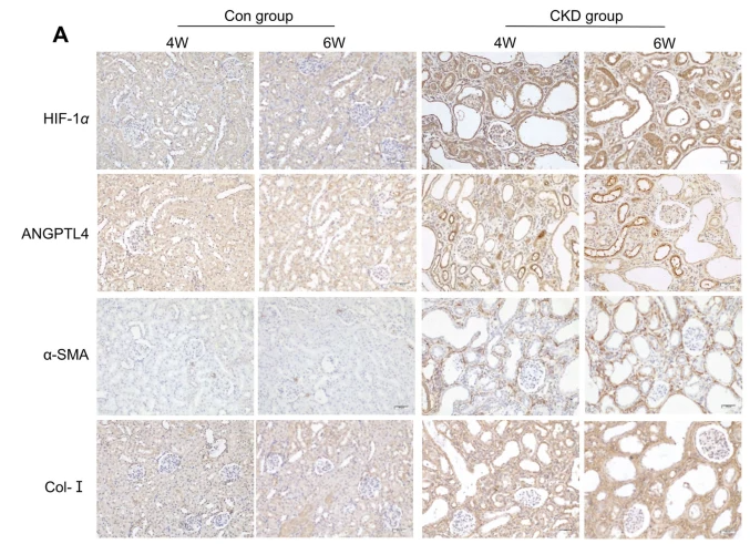 ANGPTL4 Antibody - Fig.
