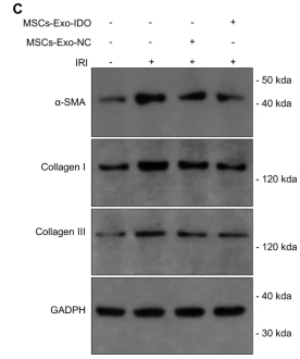 Collagen I Antibody - Fig.