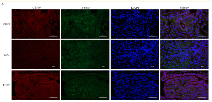 CD86 Antibody - Figure 2.