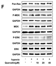 Phospho-MEK1/2 (Ser218+Ser222/Ser222+Ser226) Antibody - Fig.