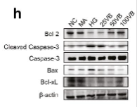 Bcl-2 Antibody - Figure 2 | Verbascoside ameliorated cell stress responses in vitro and in vivo.