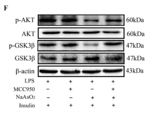 pan-AKT1/2/3 Antibody - Fig.