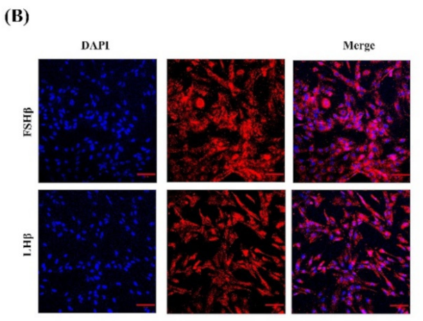 LHB Antibody - Figure 2.