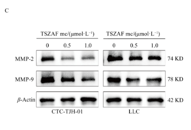 MMP2 Antibody - Figure 3.