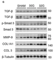 Collagen III Antibody - Figure 8.