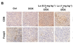 Foxp3 Antibody - Figure 3 Lacidipine exerts immunomodulatory effects in vivo.